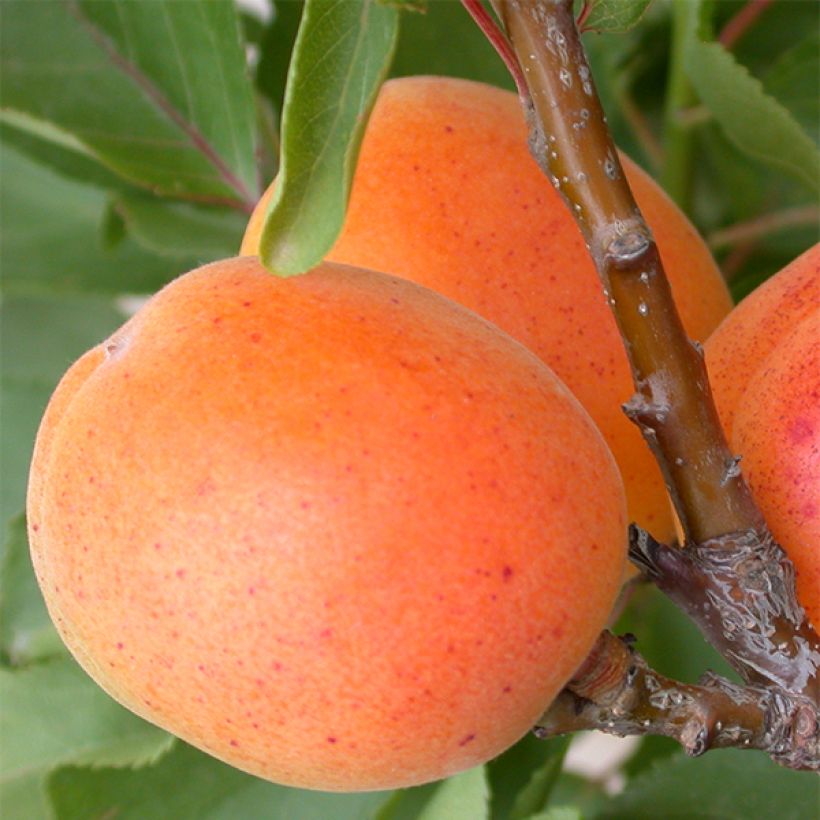 Dwergabrikozenboom Garden Aprigold (Harvest)