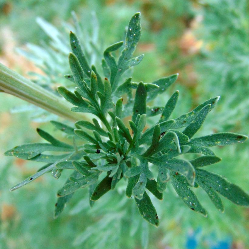 Absintalsem - Artemisia absinthium (Bloei)