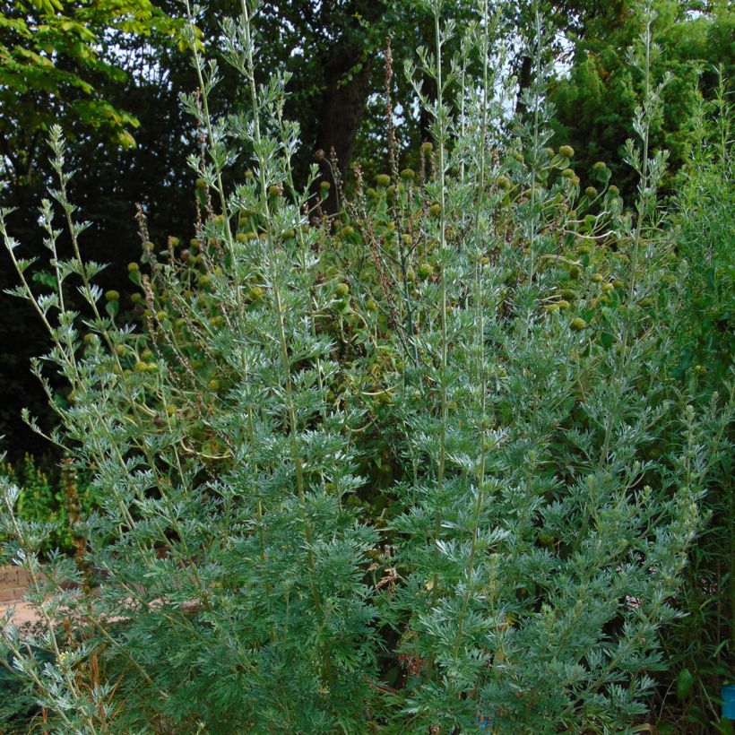 Absintalsem - Artemisia absinthium (Groeiplaats)