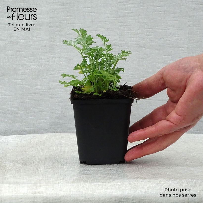 Exemplaar van Absintalsem - Artemisia absinthium Kweekpotje van 8/9 cm zoals geleverd in de lente
