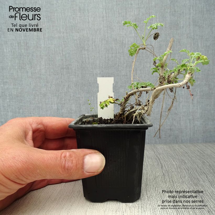 Exemplaar van Absintalsem - Artemisia absinthium Kweekpotje van 8/9 cm zoals geleverd in de herfst