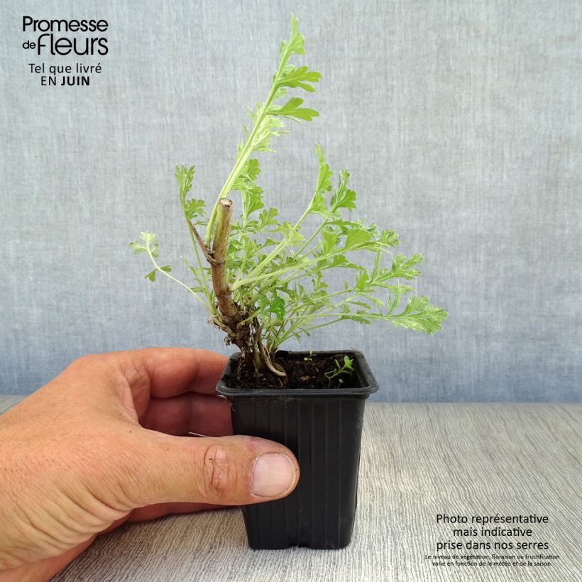 Exemplaar van Absintalsem - Artemisia absinthium Kweekpotje van 8/9 cm zoals geleverd in de zomer