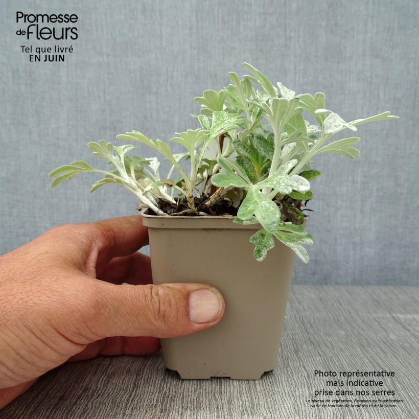 Exemplaar van Artemisia stelleriana Boughton Silver - Alsem Kweekpotje van 8/9 cm zoals geleverd in de zomer