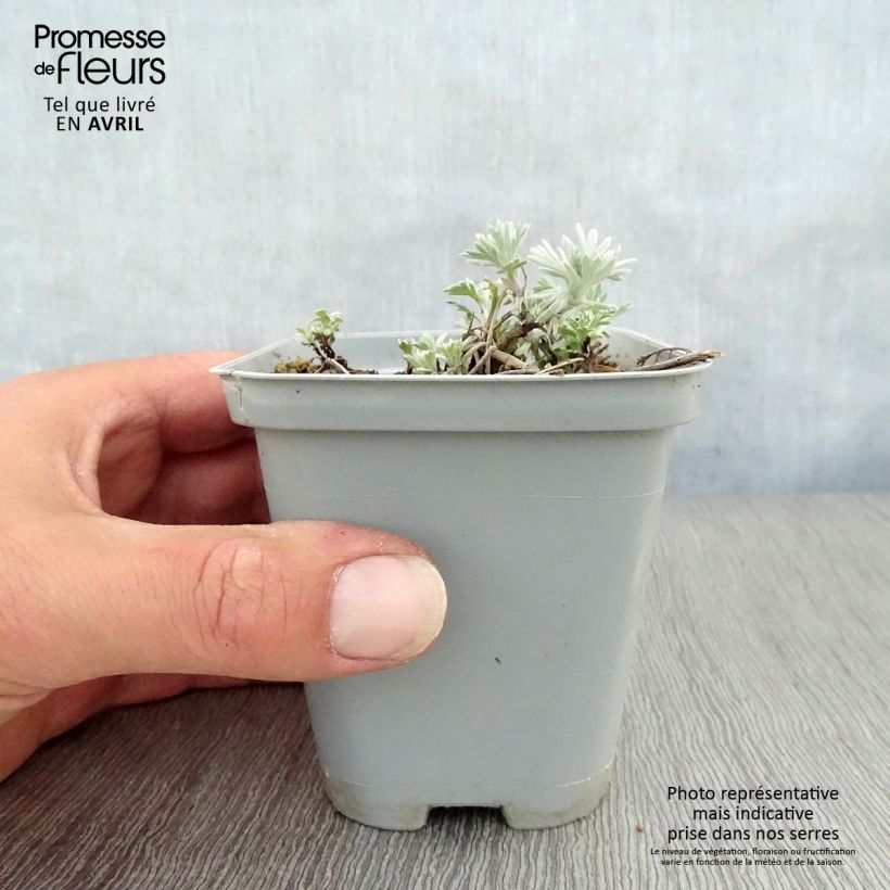 Exemplaar van Artemisia stelleriana Boughton Silver - Alsem Kweekpotje van 8/9 cm zoals geleverd in de lente