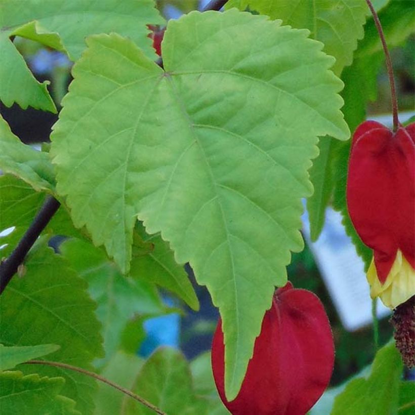 Abutilon megapotamicum - Belgische vlag (Blad)