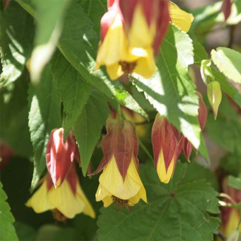 Abutilon megapotamicum - Belgische vlag (Bloei)