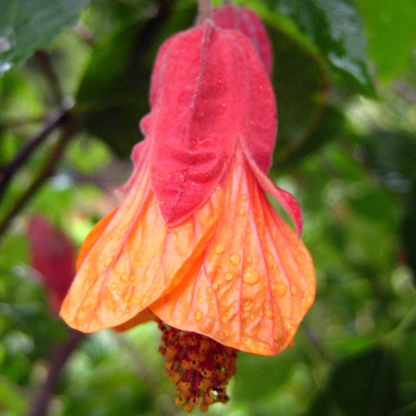 Abutilon Patrick Synge - Chinese lantaarn (Flowering)