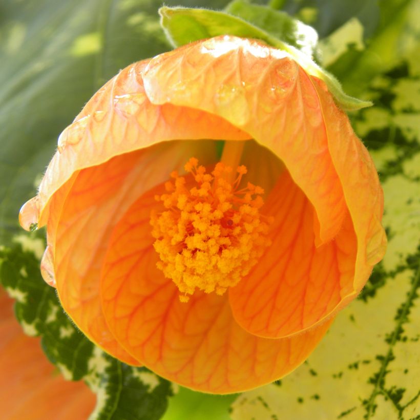 Abutilon Savitzii - Chinese lantaarn (Flowering)