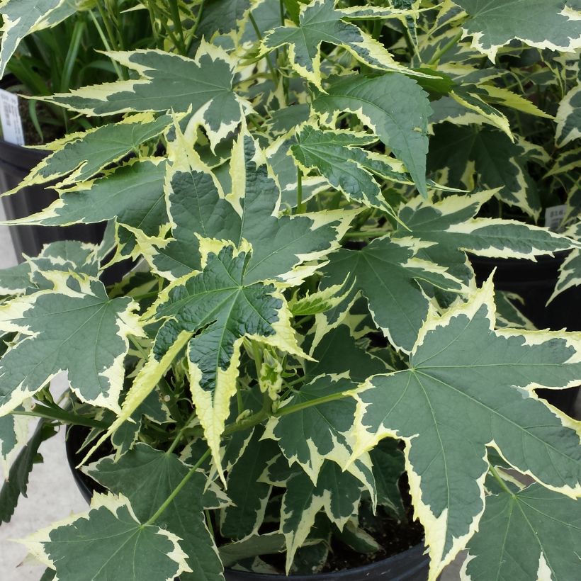 Abutilon Souvenir de Bonn - Chinese lantaarn (Blad)