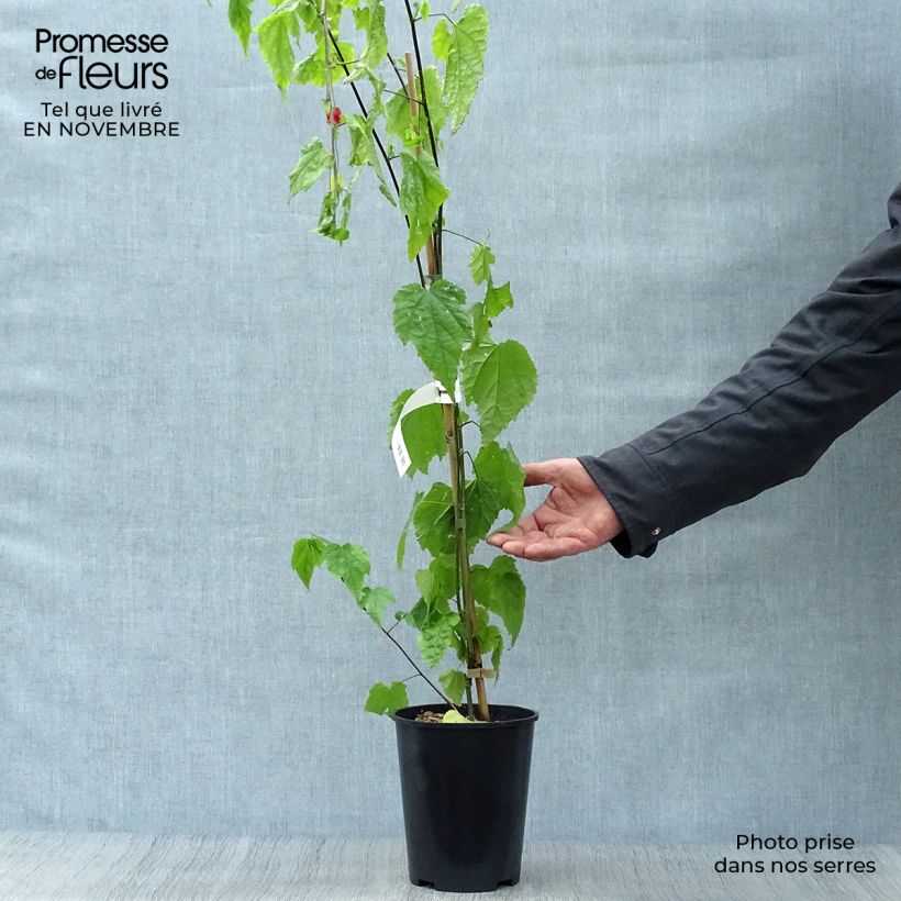 Exemplaar van Abutilon megapotamicum - Belgische vlag Pot van 3 l/4 l zoals geleverd in de herfst