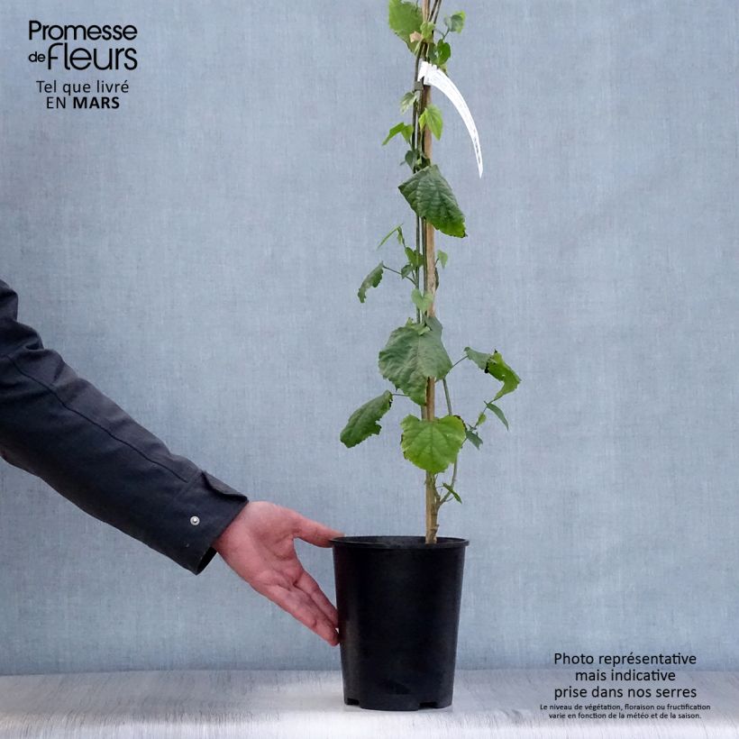 Exemplaar van Abutilon megapotamicum - Belgische vlag Pot van 3 l/4 l zoals geleverd in de lente