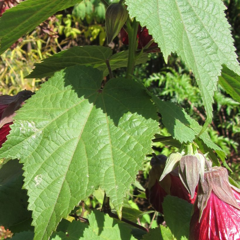 Abutilon Nabob - Chinese lantaarn (Foliage)