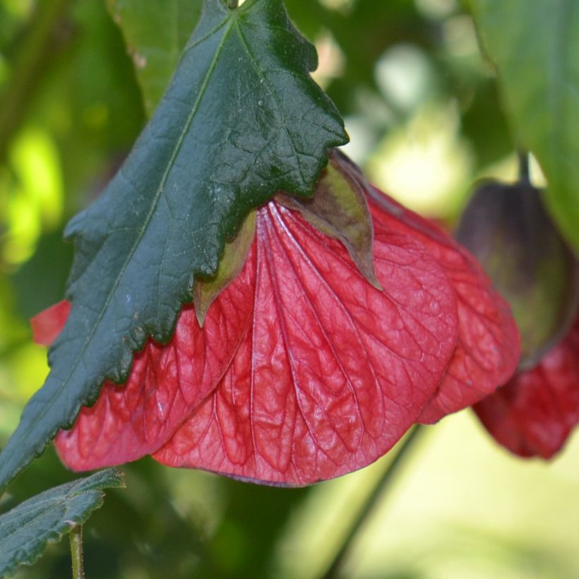 Abutilon Nabob - Chinese lantaarn (Flowering)
