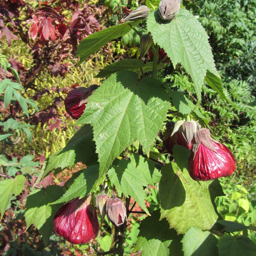 Abutilon Nabob - Chinese lantaarn (Plant habit)