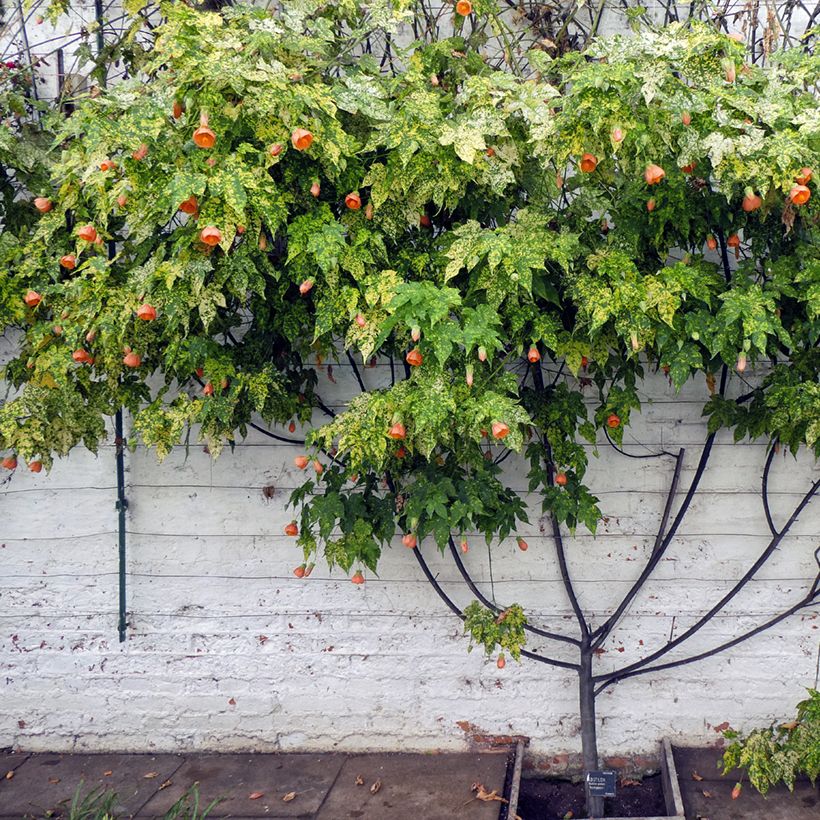 Abutilon pictum Thompsonii - Chinese lantaarn (Groeiplaats)