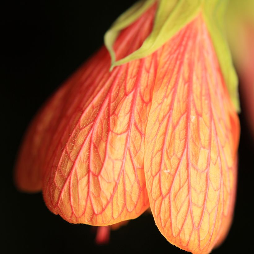 Abutilon Souvenir de Bonn - Chinese lantaarn (Bloei)