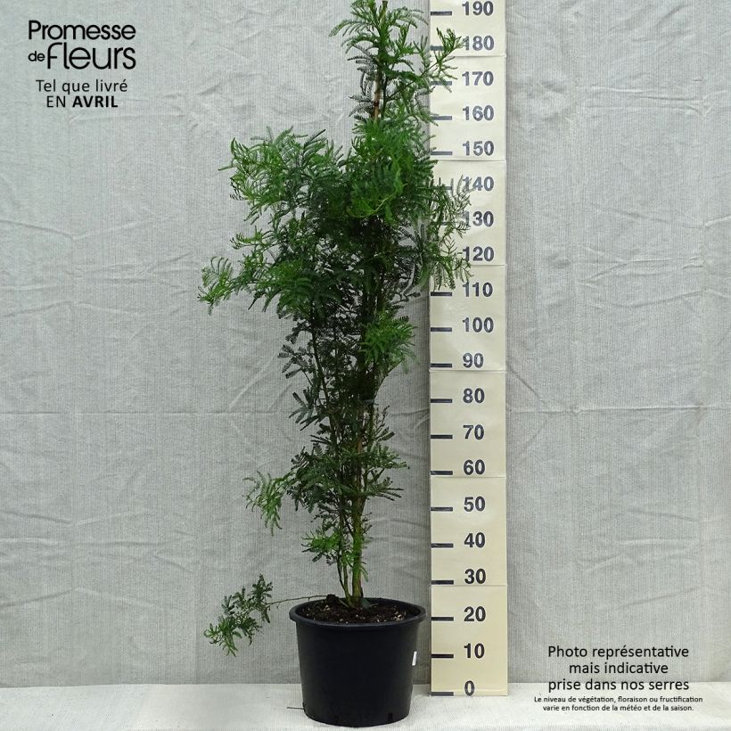 Example of Acacia baileyana - Mimosa Pot van 7,5 l/10 l as you get in printemps