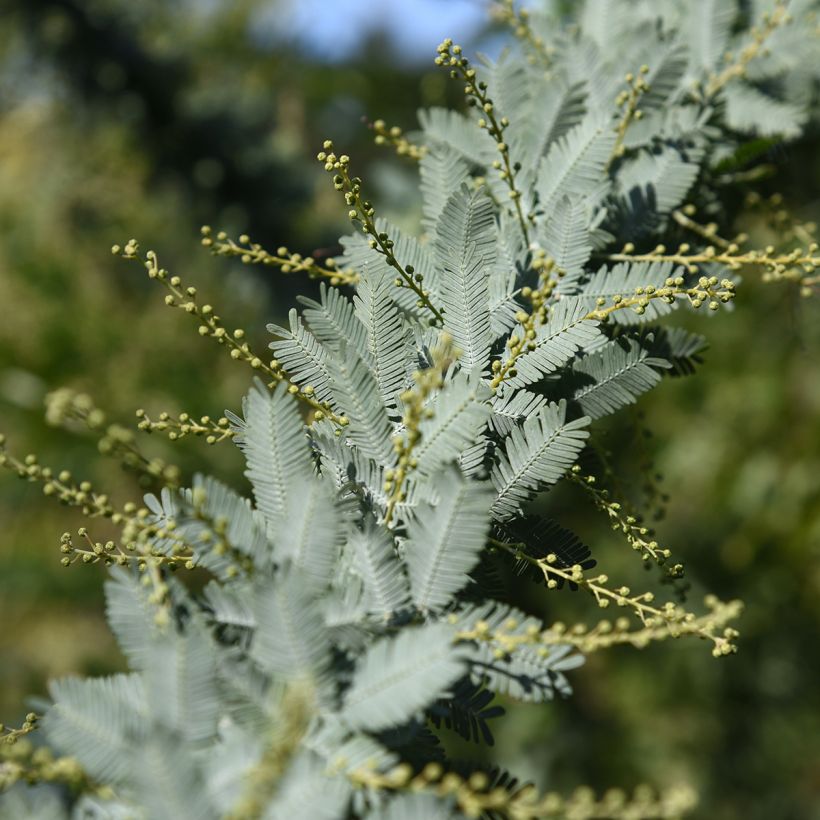 Acacia baileyana - Mimosa (Blad)