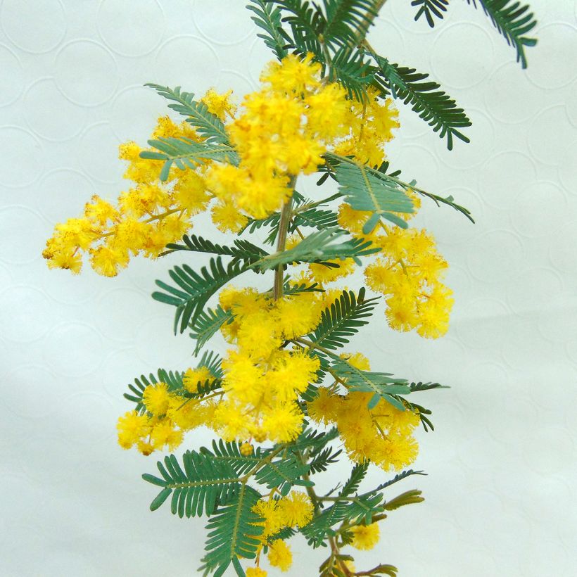 Acacia baileyana Purpurea - Mimosa (Bloei)