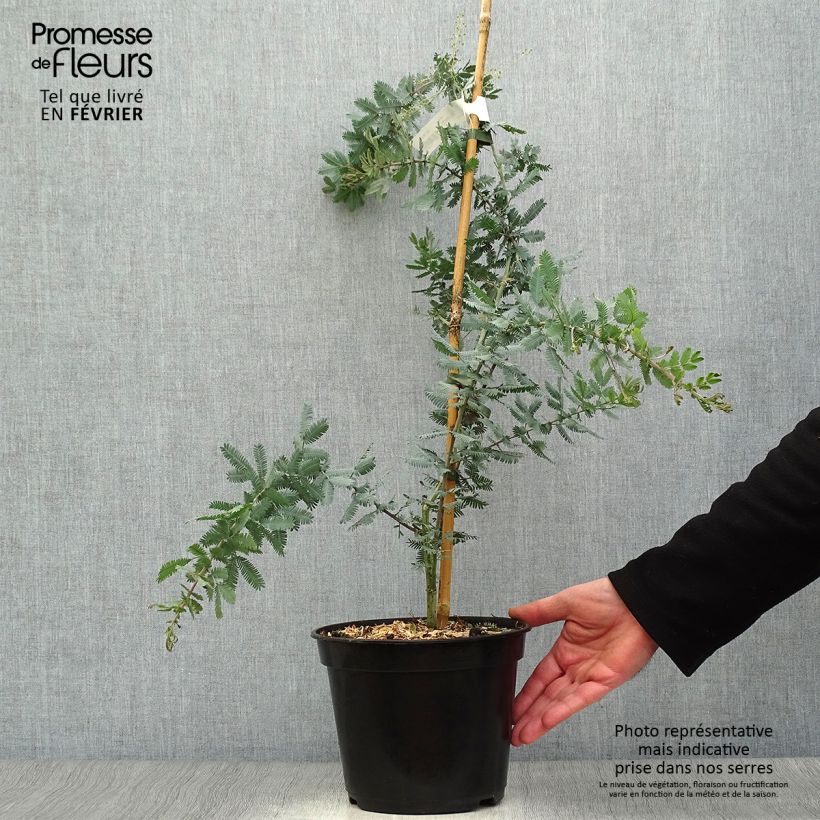 Exemplaar van Acacia baileyana Purpurea - Mimosa Pot van 3 l/4 l zoals geleverd in de winter