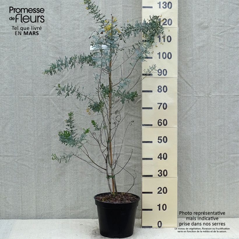 Example of Acacia baileyana Songlines® - Mimosa Pot van 6 l/7 l as you get in printemps