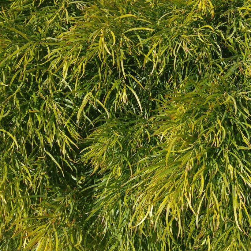 Acacia cognata Limelight - Mimosa (Blad)
