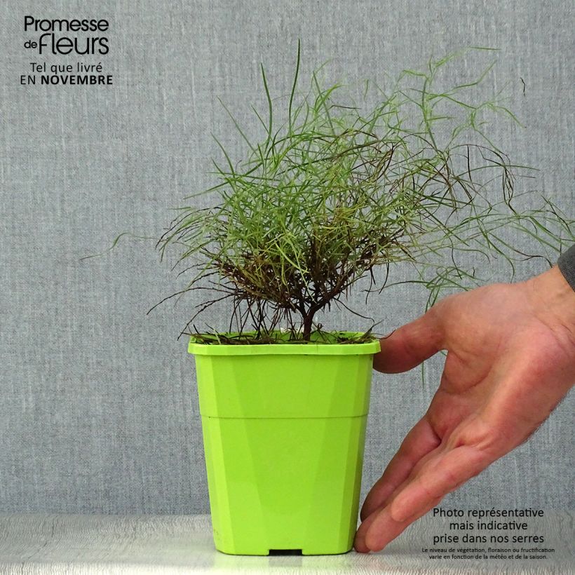 Exemplaar van Acacia cognata Limelight - Mimosa Pot van 1 l/1,5 l zoals geleverd in de herfst