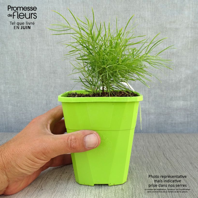Exemplaar van Acacia cognata Limelight - Mimosa Pot van 1 l/1,5 l zoals geleverd in de zomer