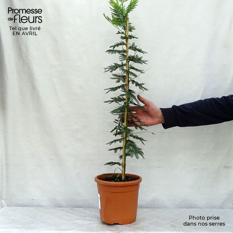 Exemplaar van Acacia dealbata Gaulois Astier - Mimosa Pot van 2 l/3 l zoals geleverd in de lente