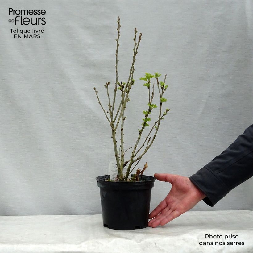 Example of Caragana arborescens - Erwtenstruik Pot van 2 l/3 l as you get in printemps