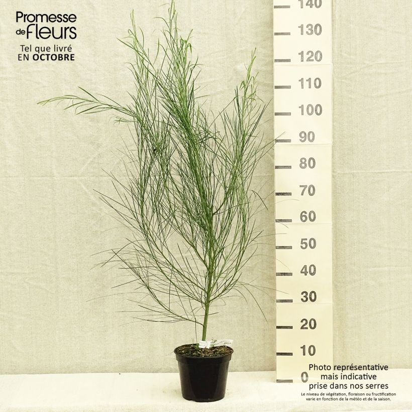 Exemplaar van Acacia retinodes - Mimosa der vier seizoenen Pot van 2 l/3 l zoals geleverd in de herfst
