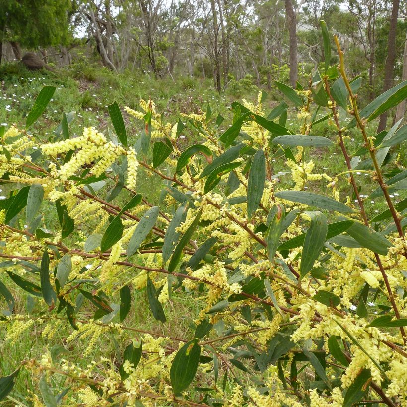 Acacia longifolia - Mimosa (Blad)