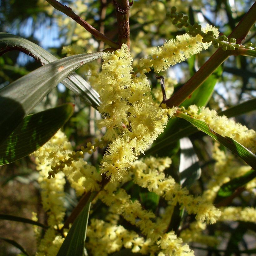 Acacia longifolia - Mimosa (Bloei)
