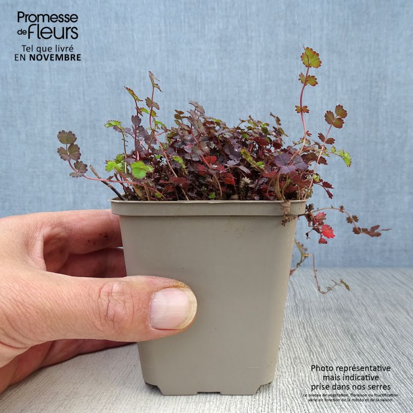 Exemplaar van Acaena inermis Purpurea - Stekelnootje Kweekpotje van 8/9 cm zoals geleverd in de herfst