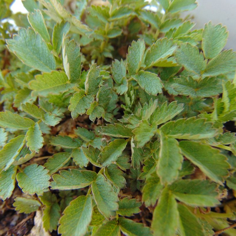Acaena magellanica - Stekelnootje (Blad)