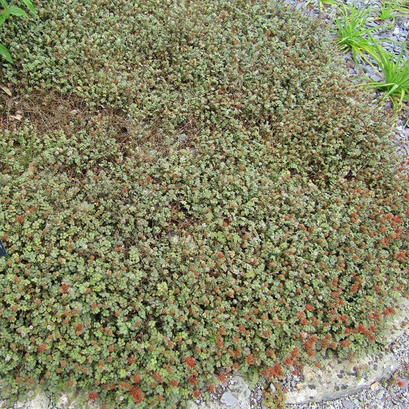 Acaena microphylla Dichte Matte - Stekelnootje (Groeiplaats)