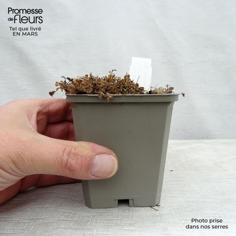 Exemplaar van Acaena microphylla Dichte Matte - Stekelnootje Kweekpotje van 8/9 cm zoals geleverd in de lente