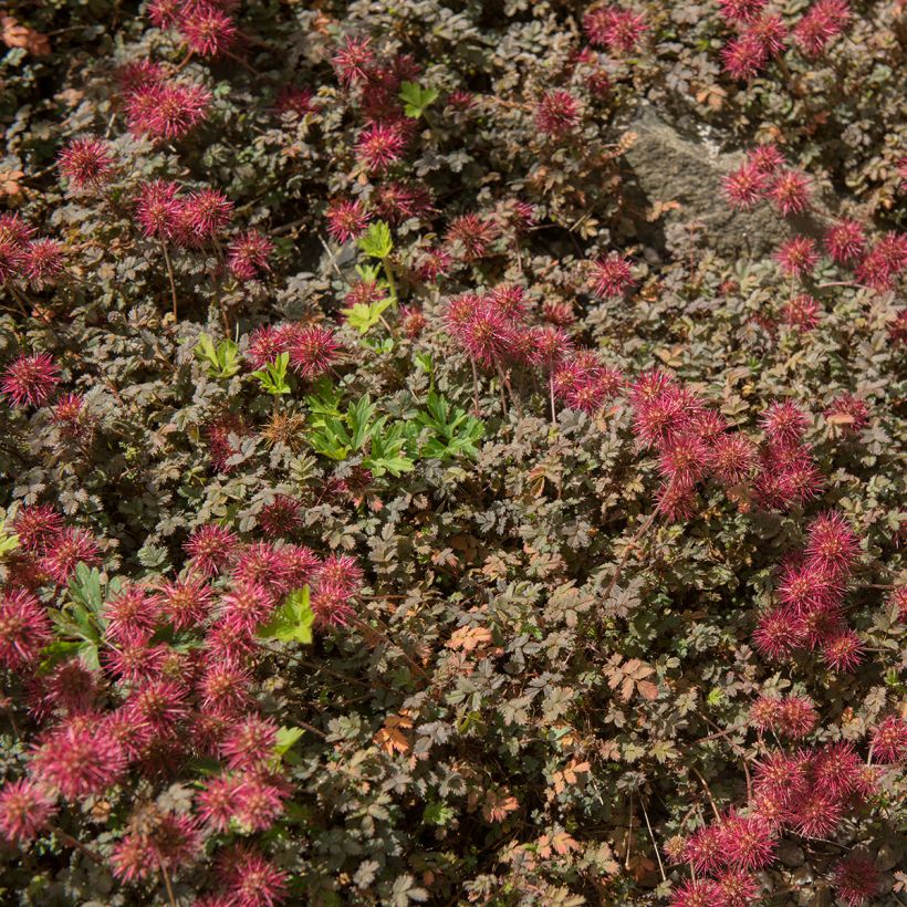 Acaena microphylla Dichte Matte - Stekelnootje (Groeiplaats)