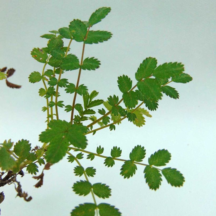 Acaena microphylla Kupferteppich - Stekelnootje (Blad)