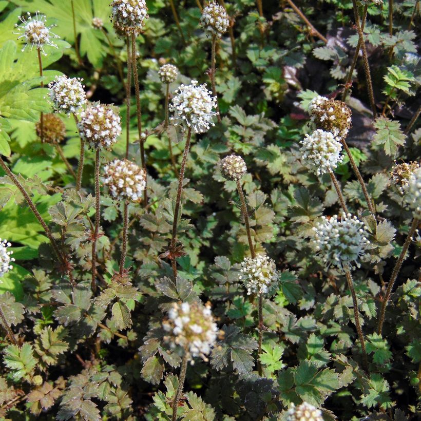 Acaena microphylla Kupferteppich - Stekelnootje (Bloei)