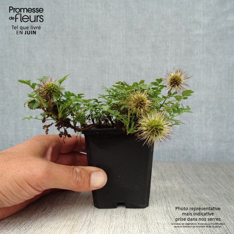 Exemplaar van Acaena microphylla Kupferteppich - Stekelnootje Kweekpotje van 8/9 cm zoals geleverd in de zomer