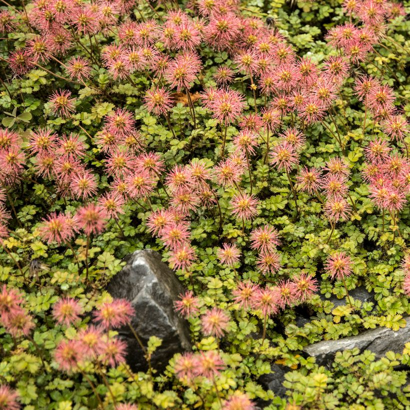 Acaena microphylla Kupferteppich - Stekelnootje (Groeiplaats)