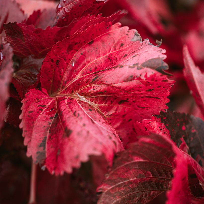 Acalypha godseffiana - Koperplant (Blad)
