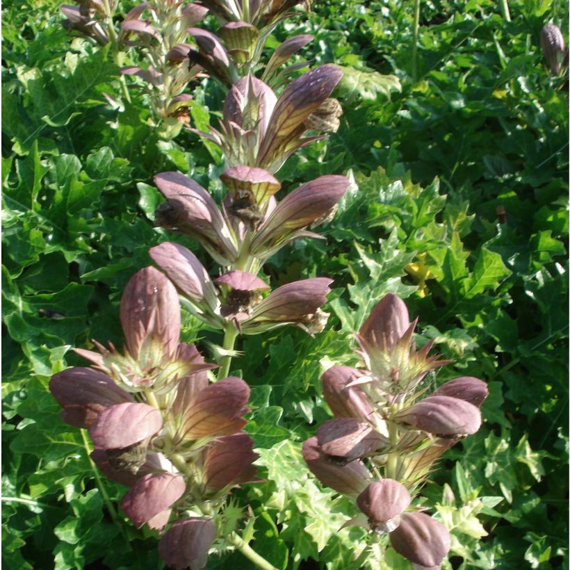 Acanthus hungaricus - Hongaarse berenklauw (Bloei)