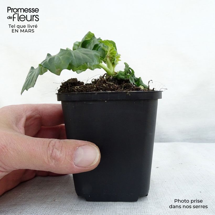 Exemplaar van Acanthus Morning Candle - Berenklauw Kweekpotje van 8/9 cm zoals geleverd in de lente