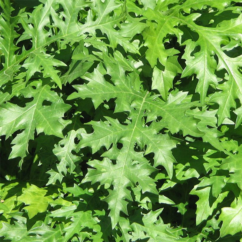 Acanthus spinosus - Doornige berenklauw (Blad)