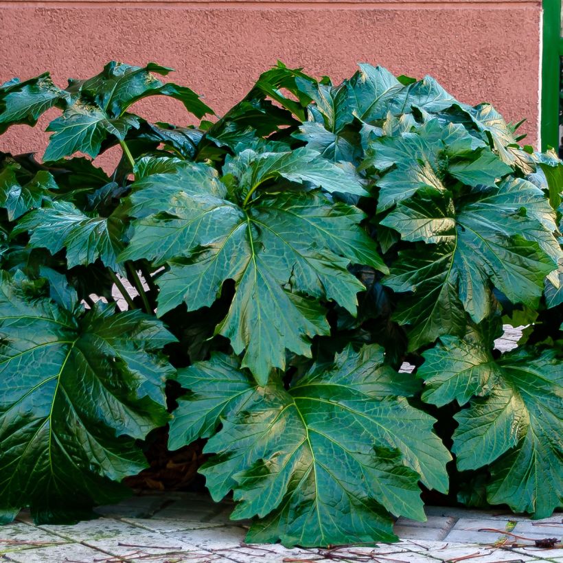 Acanthus spinosus - Doornige berenklauw (Blad)