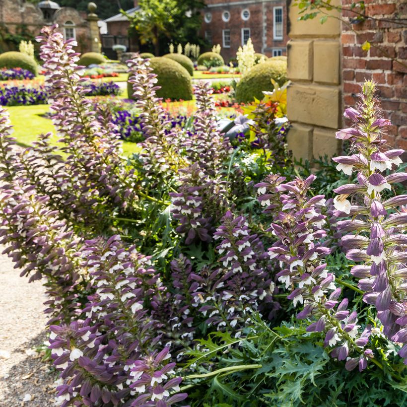 Acanthus spinosus - Doornige berenklauw (Groeiplaats)