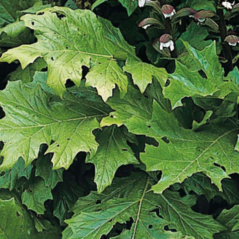 Acanthus mollis - Berenklauw (Blad)