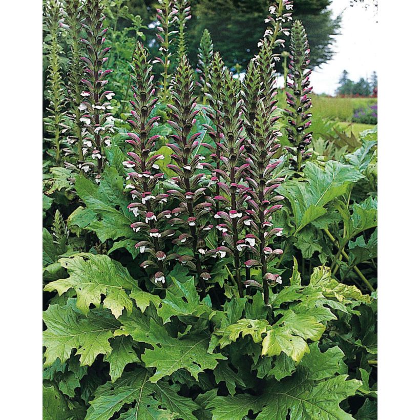 Acanthus mollis - Berenklauw (Groeiplaats)